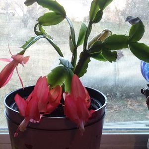 Meet your Posher, Ruth